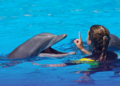 Unforgettable Adventures: Swimming with Dolphins in St. Kitts
