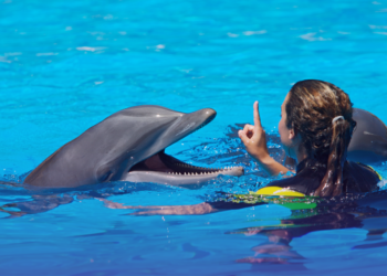 Unforgettable Adventures: Swimming with Dolphins in St. Kitts