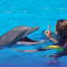 Unforgettable Adventures: Swimming with Dolphins in St. Kitts