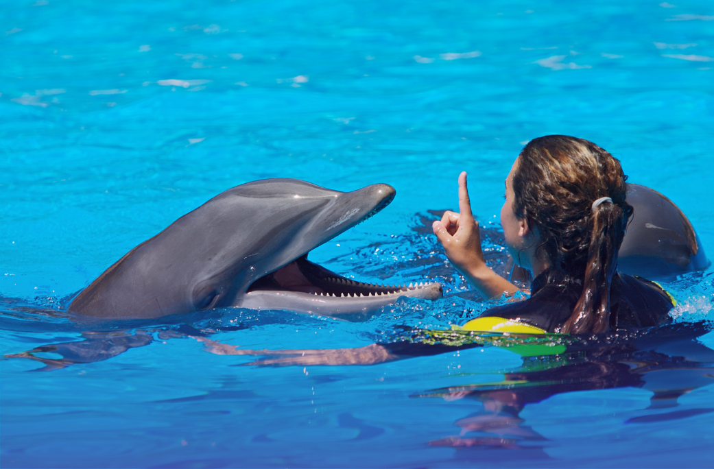 Unforgettable Adventures: Swimming with Dolphins in St. Kitts