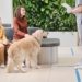 Dog’s Boarding Stay