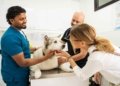 A pet owner with his dog at Noble Veterinary Clinics for a consultation