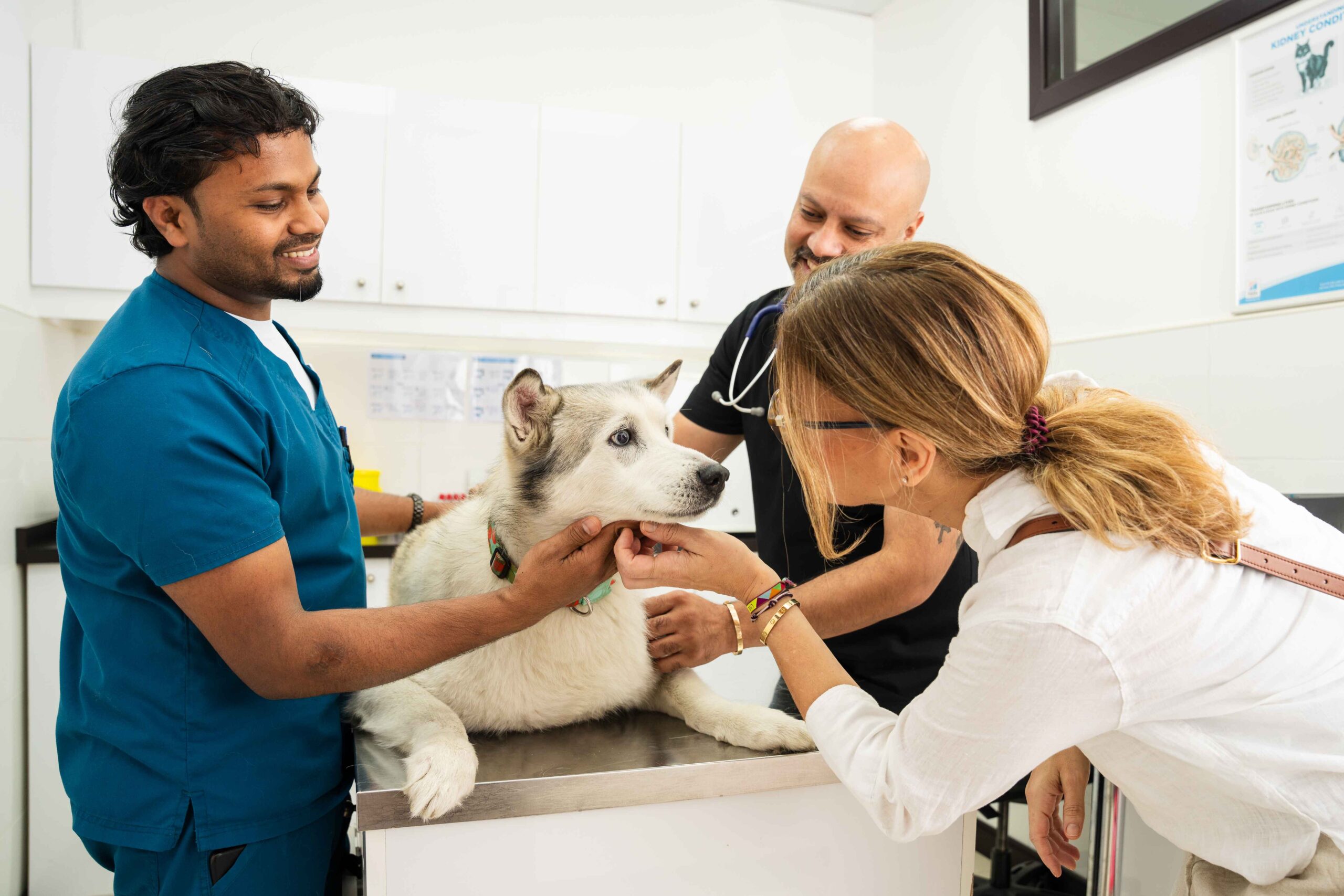 Top 10 Veterinary Clinics in Dubai: Trusted Pet Care Centers