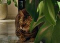 How to Play with Your Cat to Build Trust