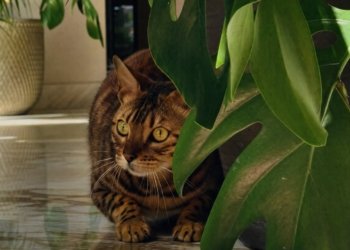 How to Play with Your Cat to Build Trust