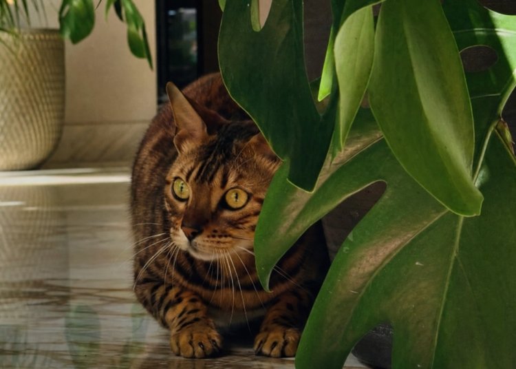 How to Play with Your Cat to Build Trust