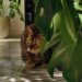 How to Play with Your Cat to Build Trust