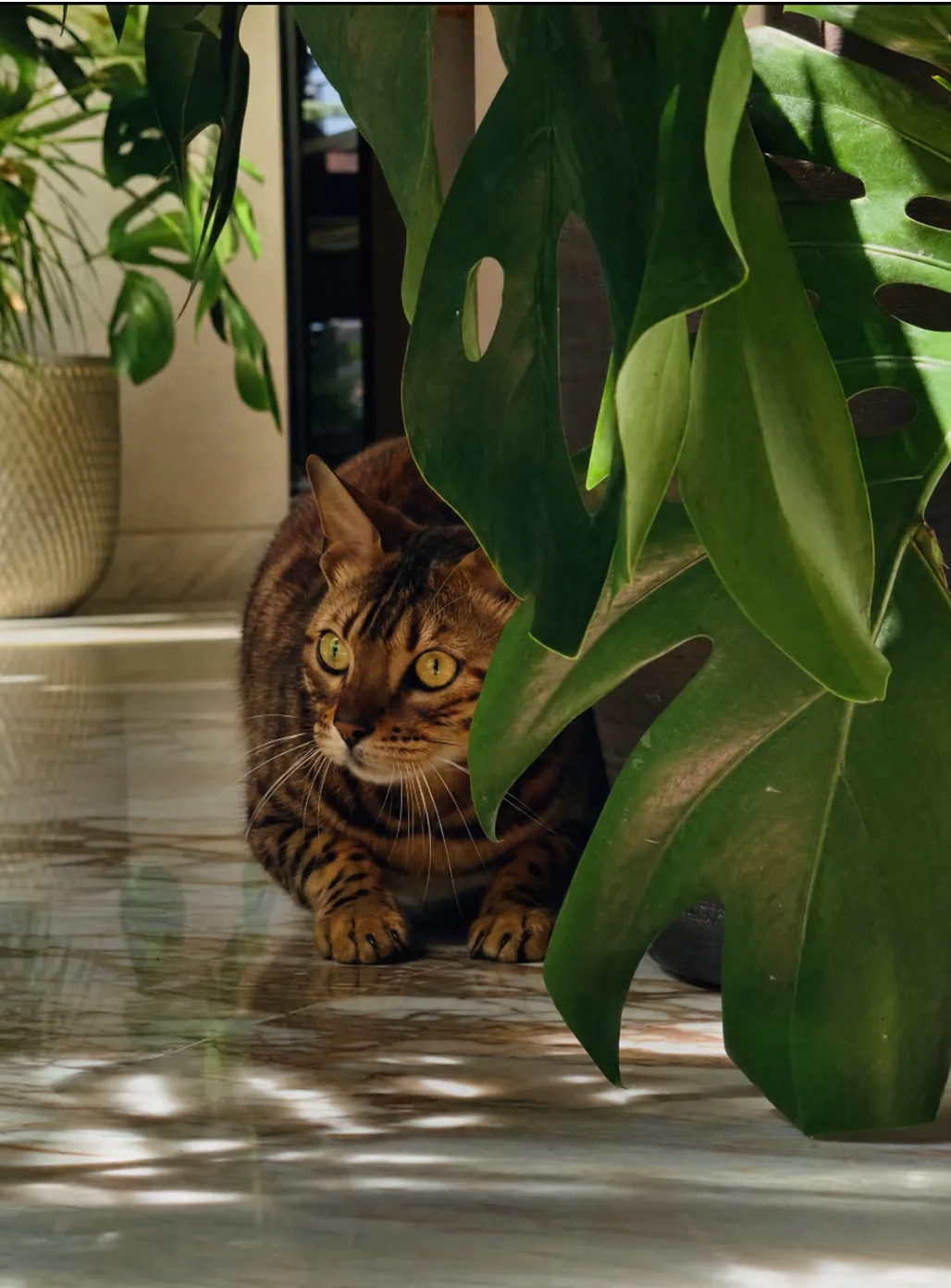 How to Play with Your Cat to Build Trust How to Play with Your Cat to Build Trust